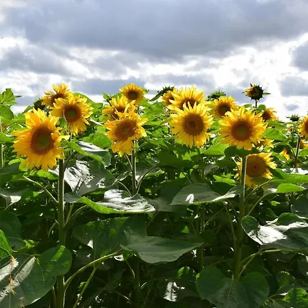 La Galuche 3* Angliers (Vienne)