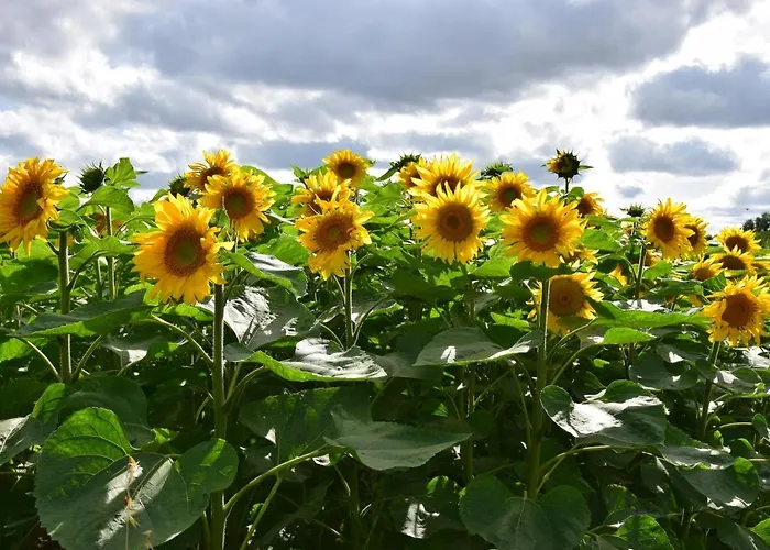 La Galuche 3* Angliers (Vienne)